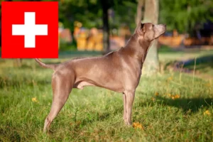 Lire la suite à propos de l’article Éleveurs de Ridgebacks thaïlandais et chiots en Suisse