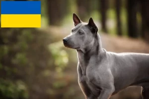 Lire la suite à propos de l’article Éleveurs de Ridgebacks thaïlandais et chiots en Ukraine