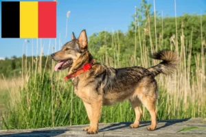 Lire la suite à propos de l’article Västgötaspets éleveurs et chiots en Belgique