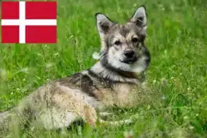 Lire la suite à propos de l’article Västgötaspets éleveurs et chiots au Danemark