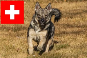 Lire la suite à propos de l’article Västgötaspets éleveurs et chiots en Suisse