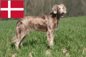 Lire la suite à propos de l’article Éleveurs de weimarans et chiots au Danemark