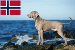 Lire la suite à propos de l’article Éleveurs de weimarans et chiots en Norvège