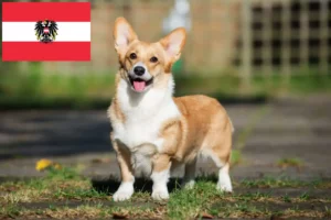 Lire la suite à propos de l’article Welsh Corgi éleveurs et chiots en Autriche