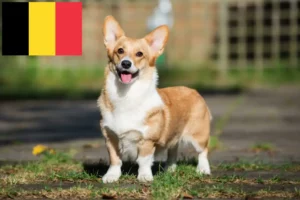 Lire la suite à propos de l’article Welsh Corgi éleveurs et chiots en Belgique