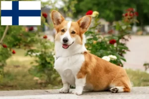 Lire la suite à propos de l’article Éleveurs de Welsh Corgi et chiots en Finlande