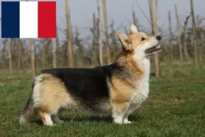 Lire la suite à propos de l’article Éleveurs de Welsh Corgi et chiots en France