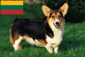 Lire la suite à propos de l’article Welsh Corgi éleveurs et chiots en Lituanie