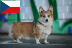 Lire la suite à propos de l’article Welsh Corgi éleveurs et chiots en République tchèque