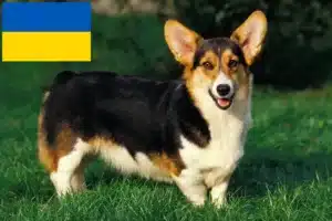 Lire la suite à propos de l’article Welsh Corgi éleveurs et chiots en Ukraine