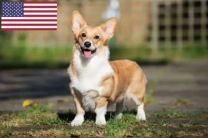 Lire la suite à propos de l’article Éleveurs de Welsh Corgi et chiots aux États-Unis