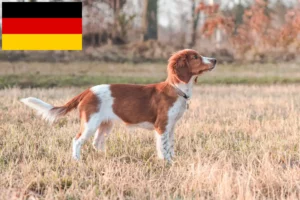 Lire la suite à propos de l’article Welsh Springer Spaniel éleveurs et chiots en Allemagne