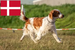 Lire la suite à propos de l’article Welsh Springer Spaniel éleveurs et chiots au Danemark