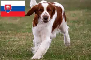 Lire la suite à propos de l’article Welsh Springer Spaniel éleveurs et chiots en Slovaquie