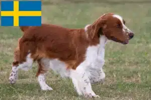 Lire la suite à propos de l’article Éleveurs de Welsh Springer Spaniel et chiots en Suède