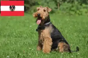 Lire la suite à propos de l’article Éleveurs de Welsh Terriers et chiots en Autriche