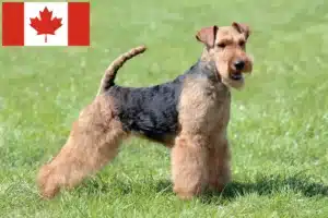 Lire la suite à propos de l’article Éleveurs de Welsh Terriers et chiots au Canada