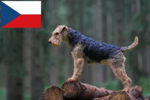 Lire la suite à propos de l’article Éleveurs de Welsh Terriers et chiots en République tchèque