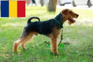 Lire la suite à propos de l’article Éleveurs de Welsh Terriers et chiots en Roumanie