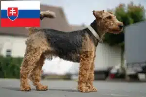 Lire la suite à propos de l’article Éleveurs de Welsh Terriers et chiots en Slovaquie