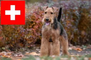 Lire la suite à propos de l’article Eleveurs de Welsh Terriers et chiots en Suisse