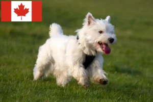 Lire la suite à propos de l’article Éleveurs de Westie et chiots au Canada