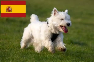 Lire la suite à propos de l’article Éleveurs de Westie et chiots en Espagne