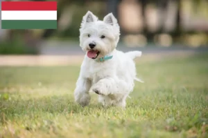 Lire la suite à propos de l’article Éleveurs de westies et chiots en Hongrie