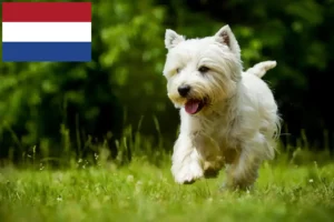 Lire la suite à propos de l’article Éleveurs de westies et chiots aux Pays-Bas