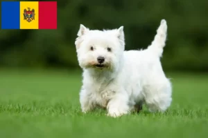 Lire la suite à propos de l’article Éleveurs de westies et chiots en République de Moldavie