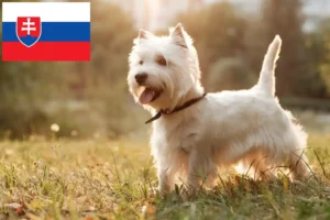 Lire la suite à propos de l’article Éleveurs de westies et chiots en Slovaquie