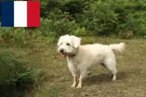 Lire la suite à propos de l’article Éleveurs de Westiepoo et chiots en France