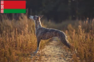 Lire la suite à propos de l’article Éleveurs de whippets et chiots en Biélorussie