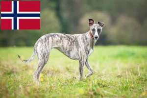 Lire la suite à propos de l’article Éleveurs de whippets et chiots en Norvège