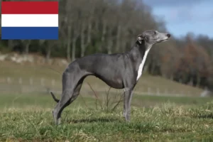 Lire la suite à propos de l’article Éleveurs de whippets et chiots aux Pays-Bas