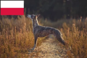 Lire la suite à propos de l’article Éleveurs de whippets et chiots en Pologne