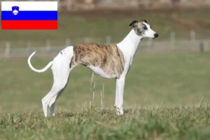 Lire la suite à propos de l’article Éleveurs de whippets et chiots en Slovénie