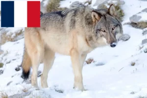 Lire la suite à propos de l’article Éleveurs de Wolfhounds américains et chiots en France