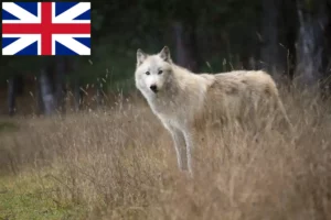 Lire la suite à propos de l’article Éleveurs de Wolfhounds américains et chiots au Royaume-Uni