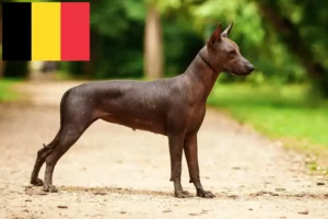 Lire la suite à propos de l’article Xolo éleveurs et chiots en Belgique