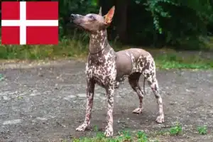 Lire la suite à propos de l’article Xolo éleveurs et chiots au Danemark