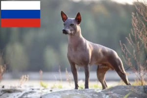 Lire la suite à propos de l’article Xolo éleveurs et chiots en Russie