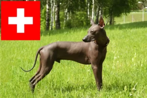 Lire la suite à propos de l’article Éleveurs de Xolo et chiots en Suisse