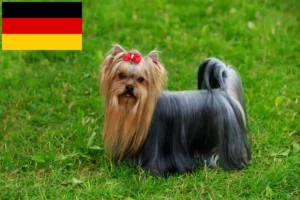 Lire la suite à propos de l’article Éleveurs de Yorkshire Terriers et chiots en Allemagne