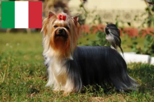 Lire la suite à propos de l’article Éleveurs de Yorkshire Terriers et chiots en Italie