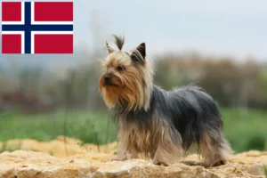 Lire la suite à propos de l’article Éleveurs de Yorkshire Terriers et chiots en Norvège