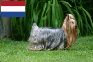 Lire la suite à propos de l’article Éleveurs de Yorkshire Terriers et chiots aux Pays-Bas