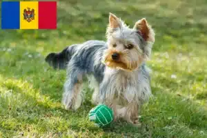 Lire la suite à propos de l’article Éleveurs de Yorkshire Terriers et chiots en République de Moldavie