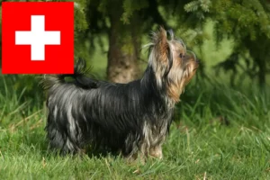 Lire la suite à propos de l’article Eleveurs de Yorkshire Terriers et chiots en Suisse