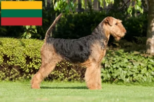 Lire la suite à propos de l’article Éleveurs d’Airedale Terrier et chiots en Lituanie